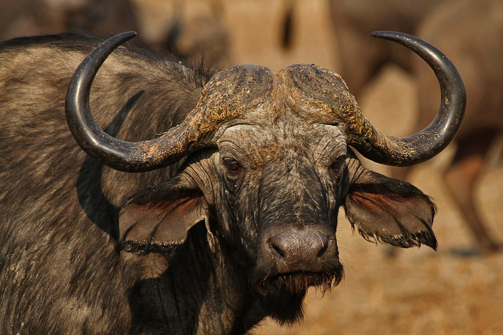 Buffle d'Afrique