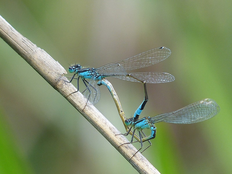  Enallagma cyathigerum  Agrion porte-coupe