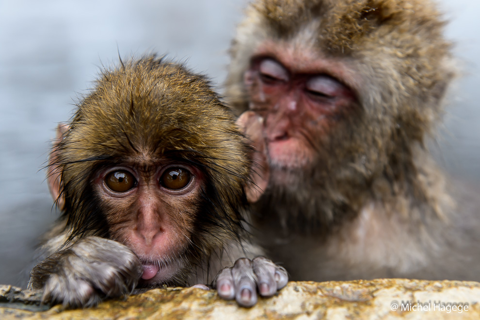 Macaque japonais - Macaca fuscata_17