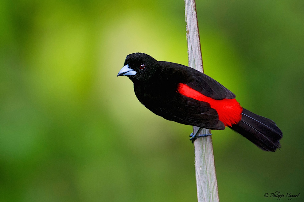 Tangara à croupion rouge (Costa Rica)