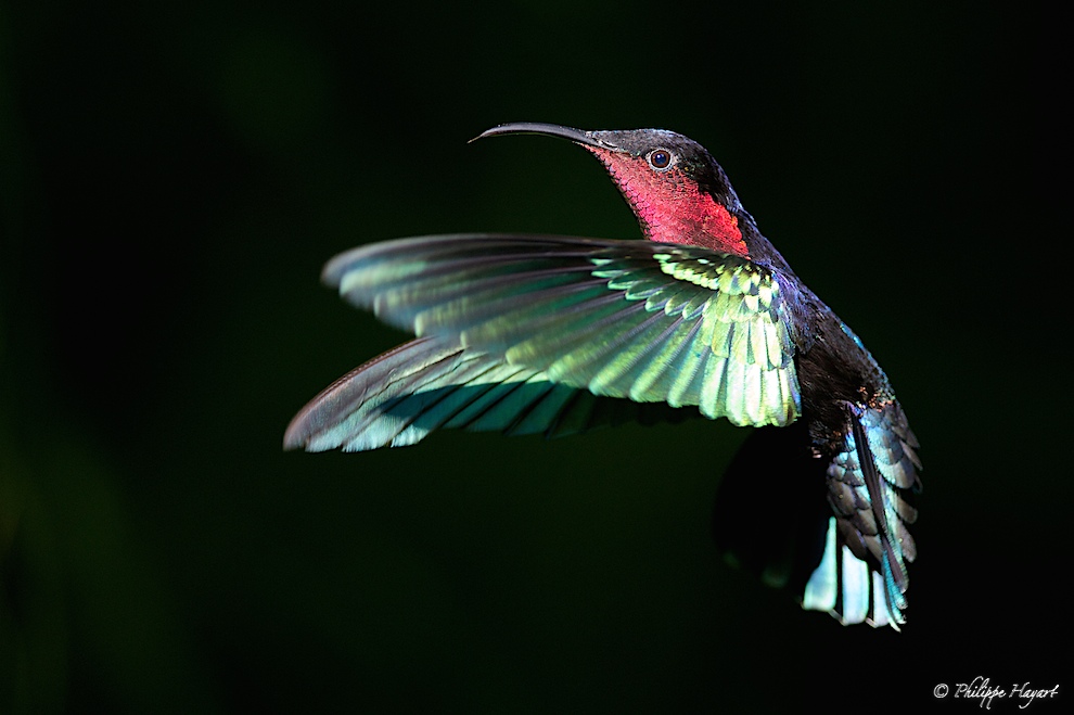 Colibri madère façon studio !