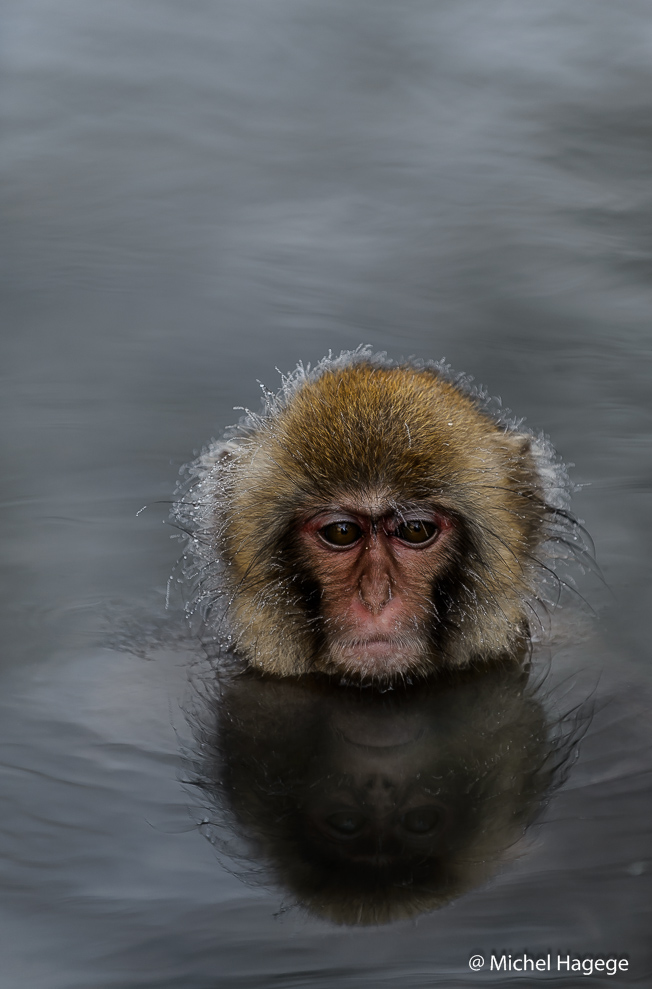 Macaque japonais - Macaca fuscata_8