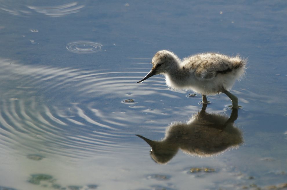 Bébé avocette - Presqu'île de Rhuys (56)