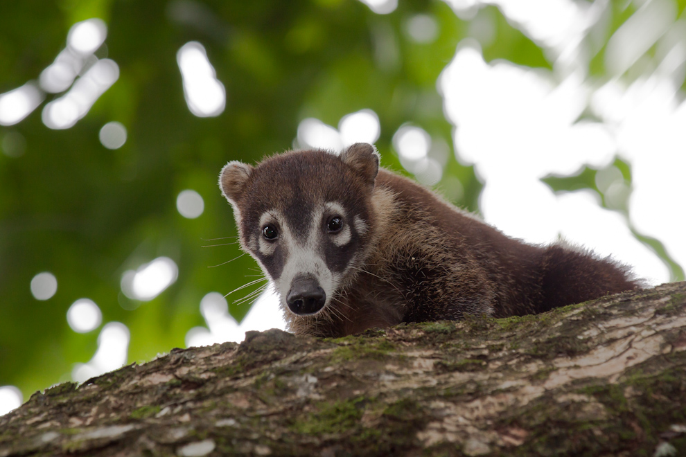 Coati à museau blanc