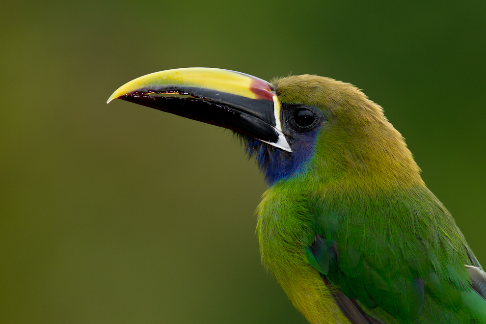 Toucanet émeraude