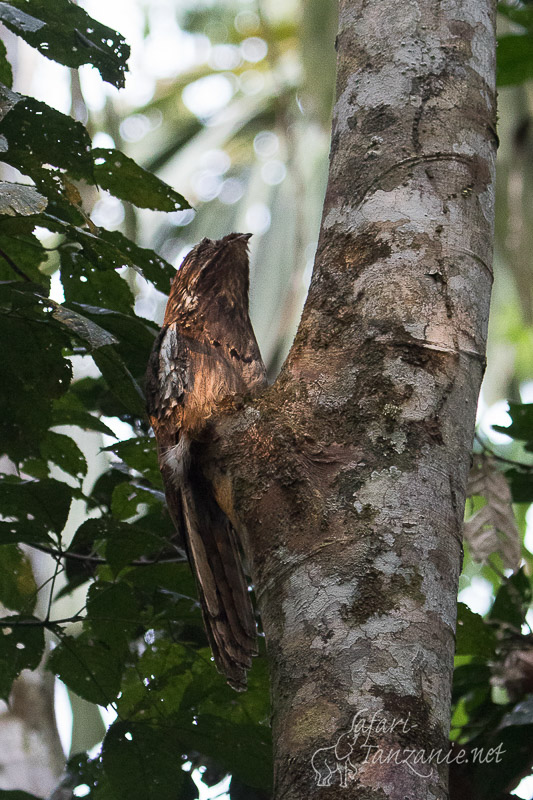 Tambopata, Amazonie péruvienne