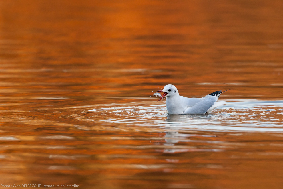 Pas folle la mouette