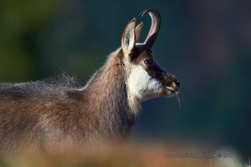 Chamois