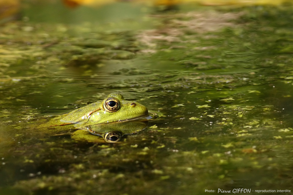 Verte sur fond vert