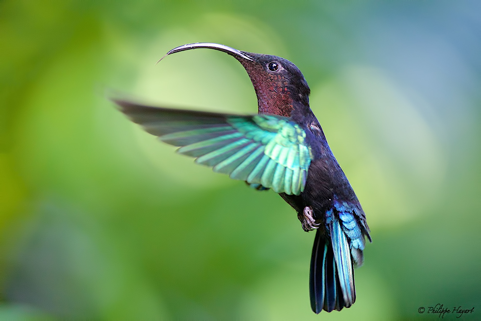 Colibri madère (Eulampis jugularis)