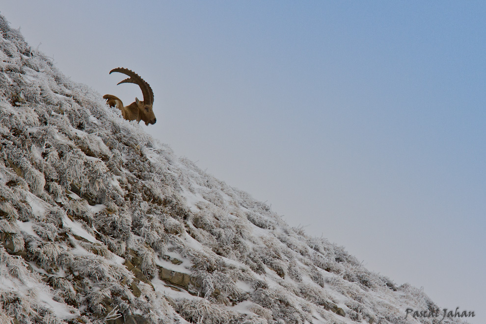 Bouquetin des Alpes