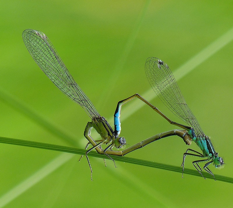 Enallagma cyathigerum  Agrion porte-coupe