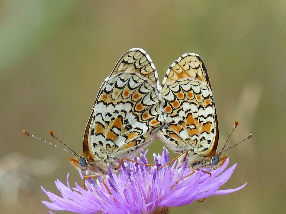 Melitaea athalia (Rottemburg, 1775)