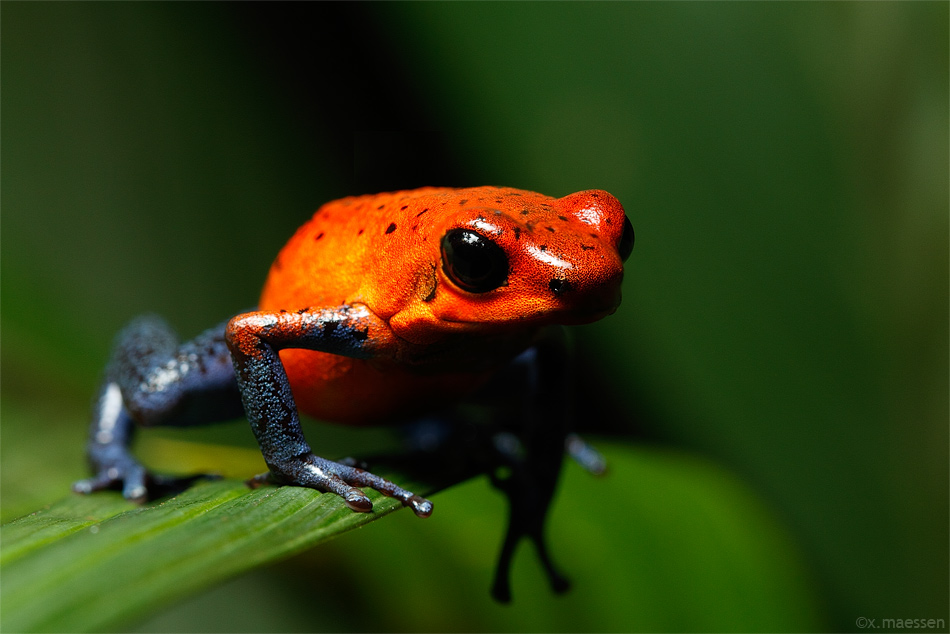 Strawberry Poison Frog