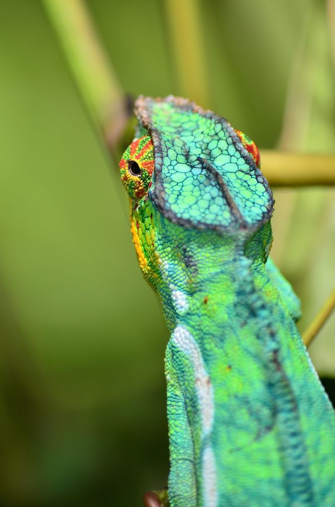 Caméléon panthère - Madagascar