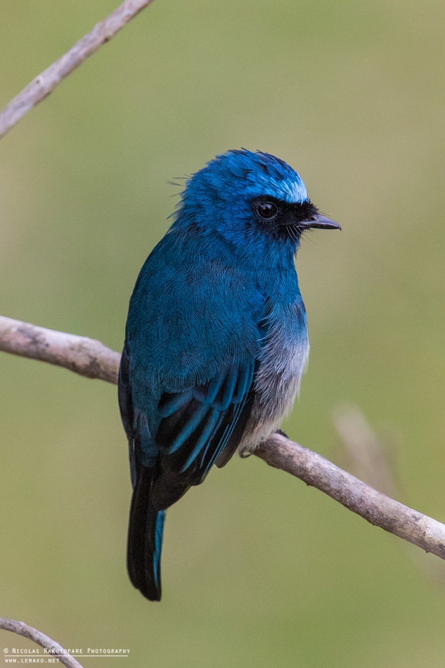 Gobe mouche Indigo (Eumyias indigo)