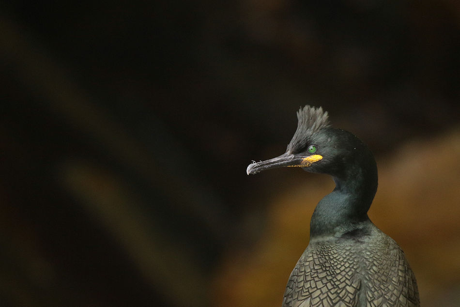 Cormoran huppé - La pointe du Raz