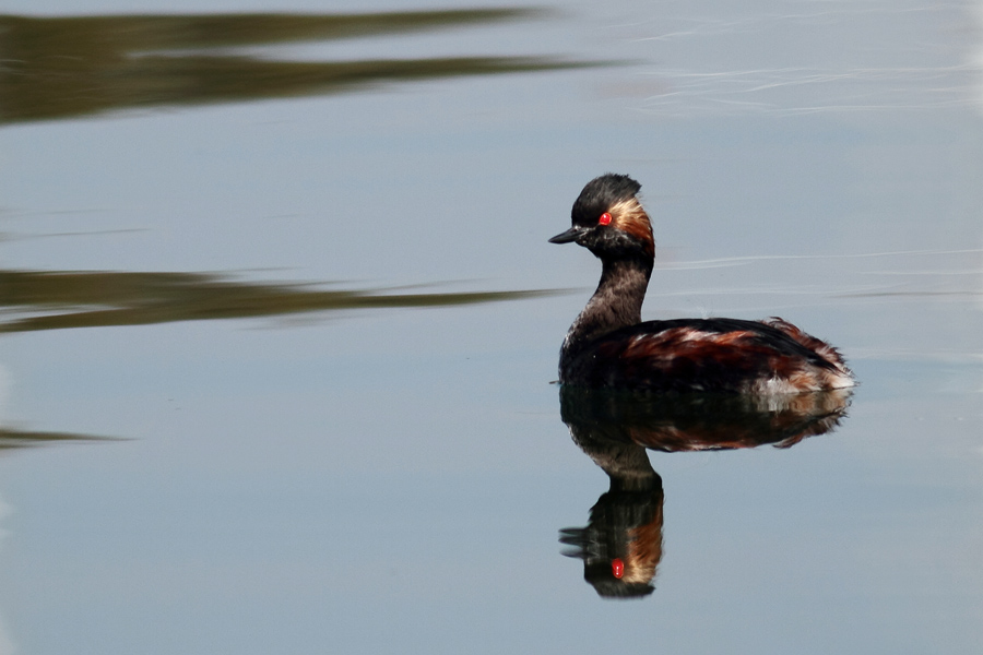 Plumage nuptial