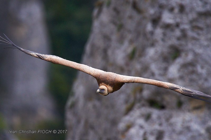 Vautour fauve