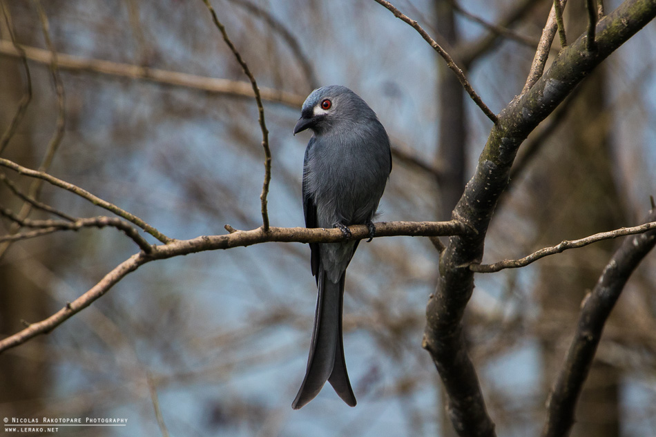 Drongo cendré (Dicrurus leucophaeus)