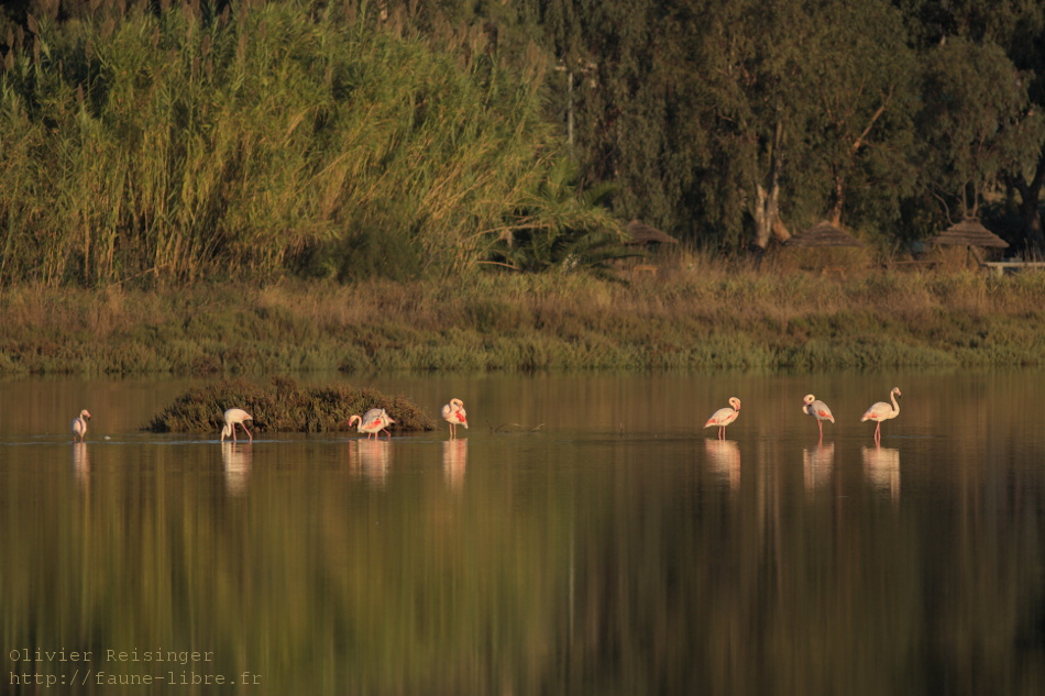 Flamants roses au levant.