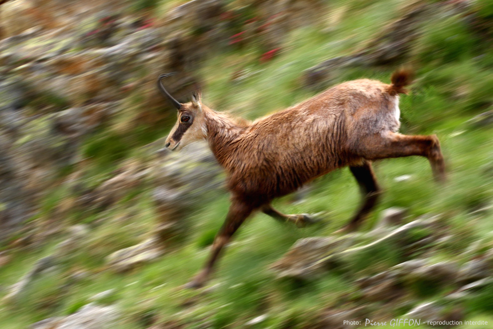 La course du chamois