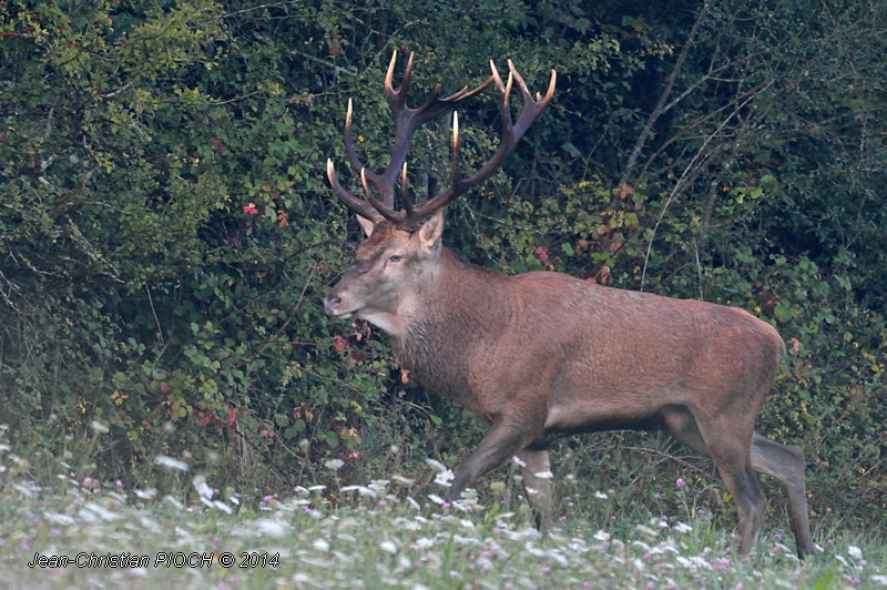 Grand cerf elaphe 16 cors