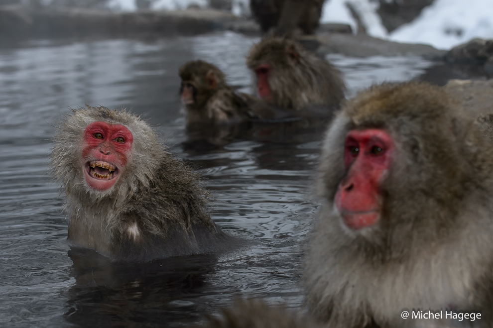 Macaque japonais - Macaca fuscata_13