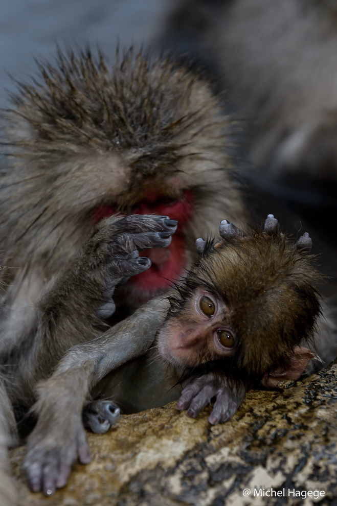 Macaque japonais - Macaca fuscata_14