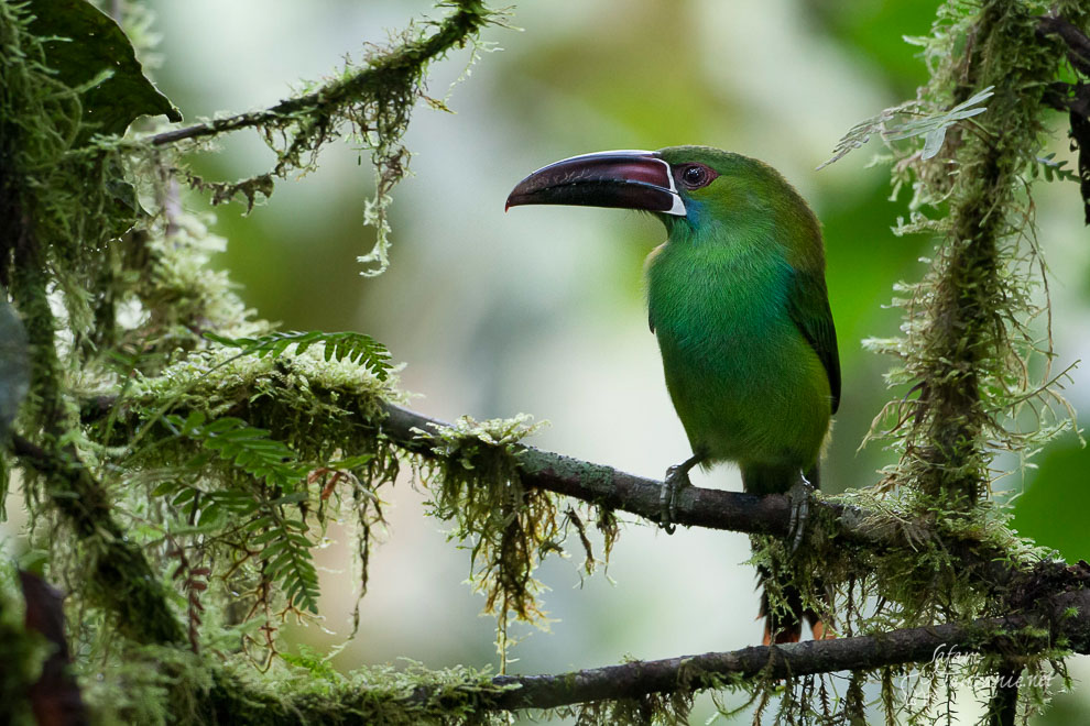 Mes oiseaux d'Équateur