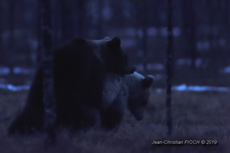 Ours brun européen