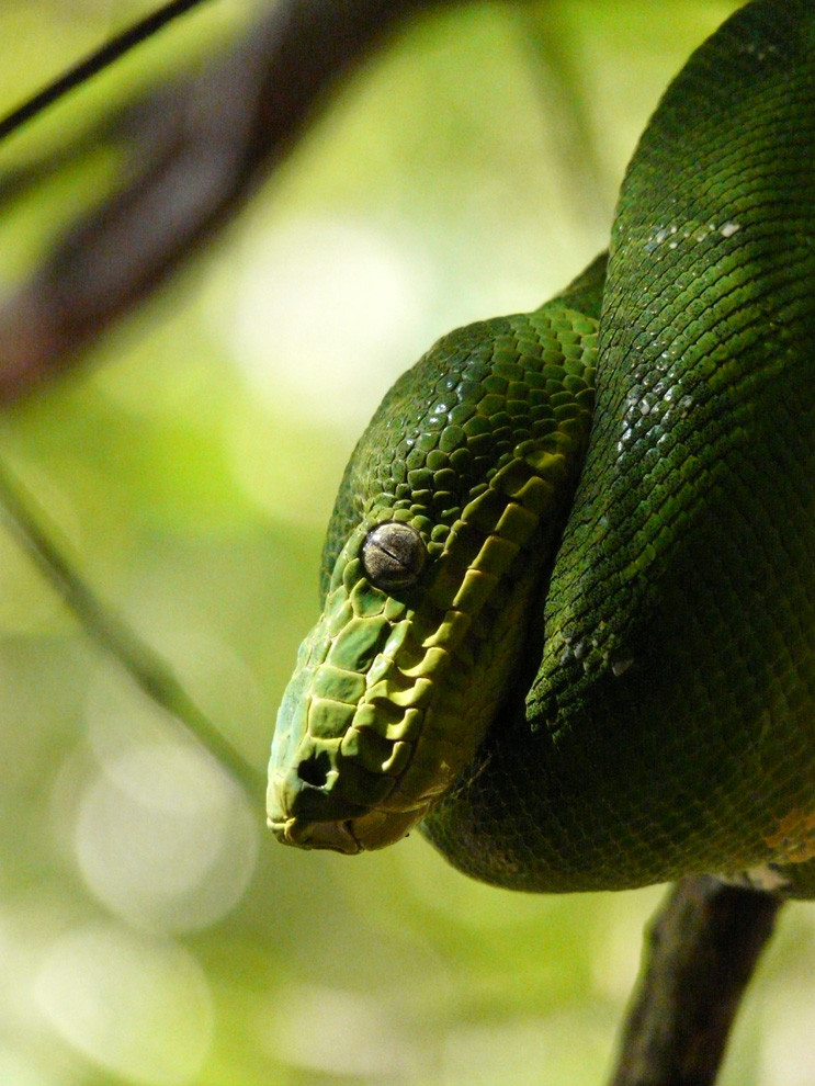 Rencontres en Guyane française