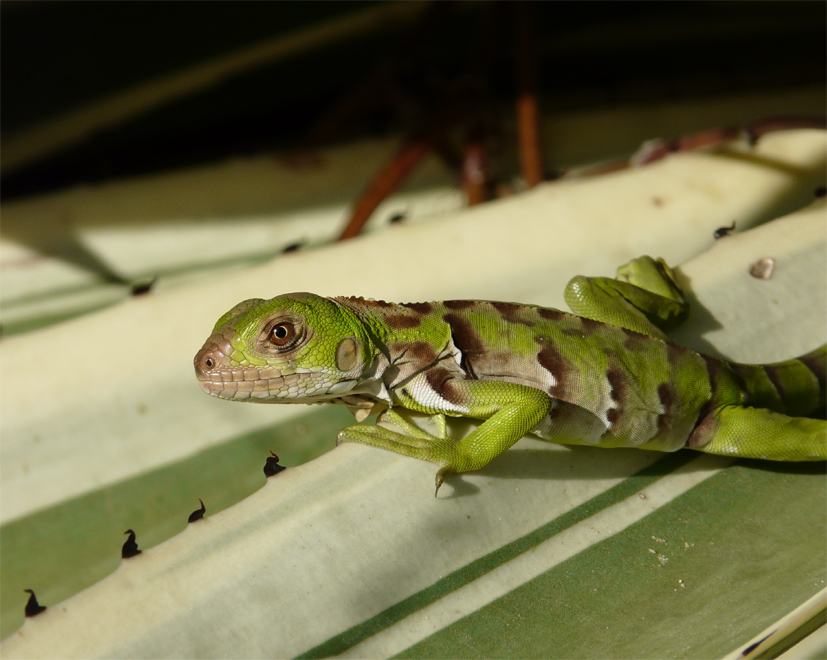 Rencontres en Guyane française