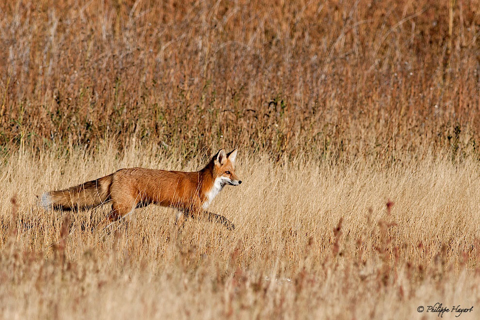 Renard roux sur la route de Yellowstone (Wyoming, USA)