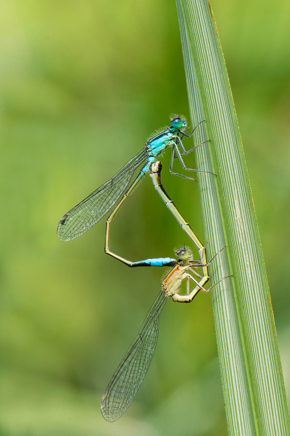 L'Agrion élégant