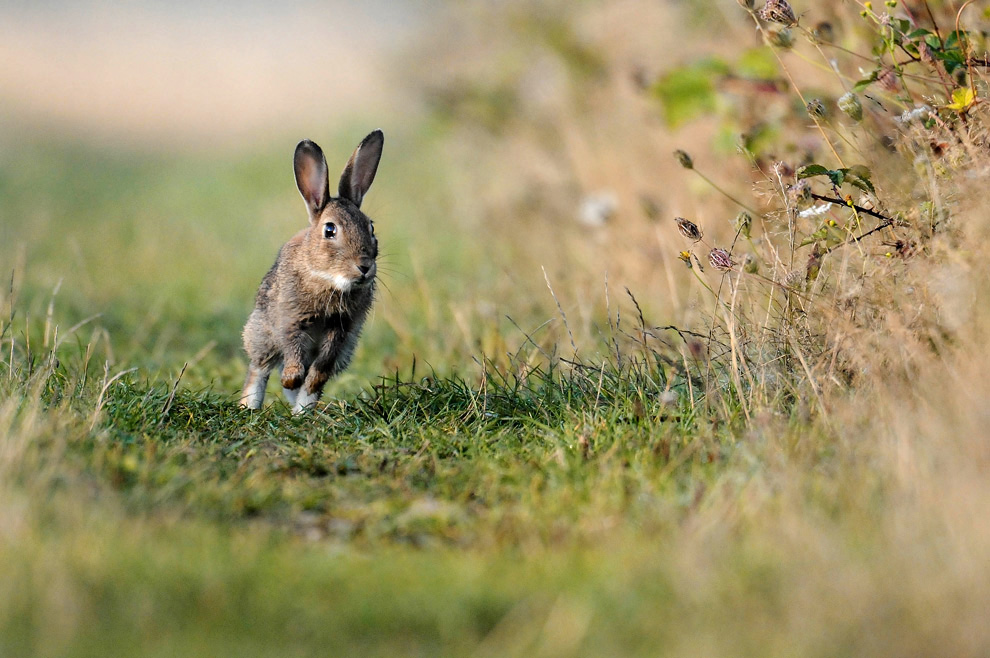 Lapin de Garenne