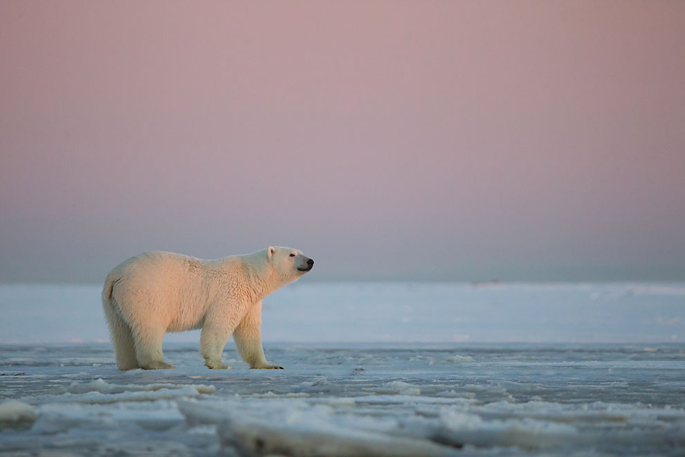 Ours polaire