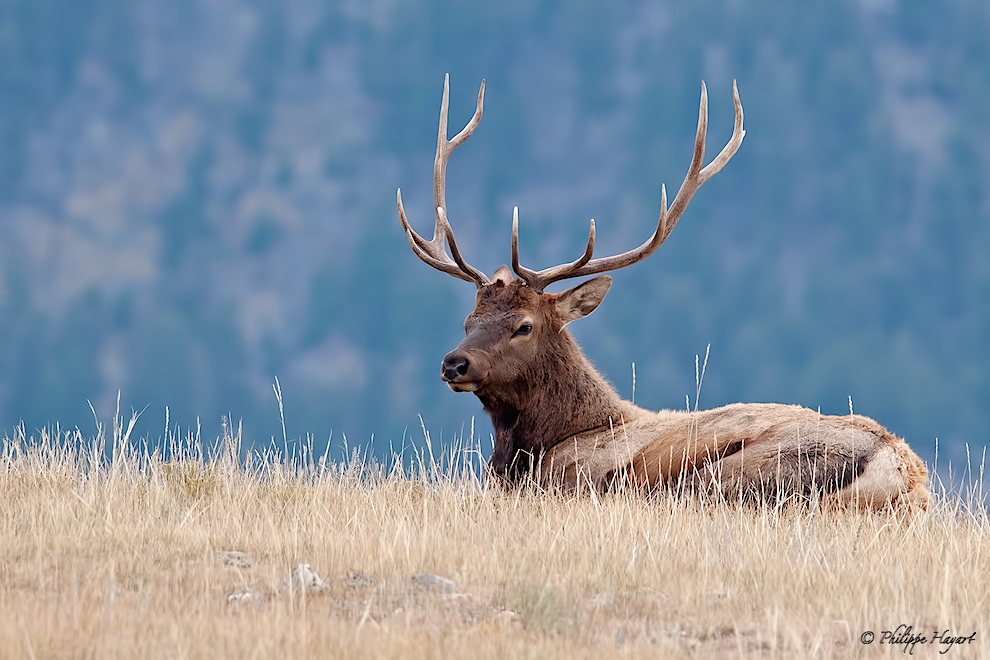 Wapiti au Yellowstone