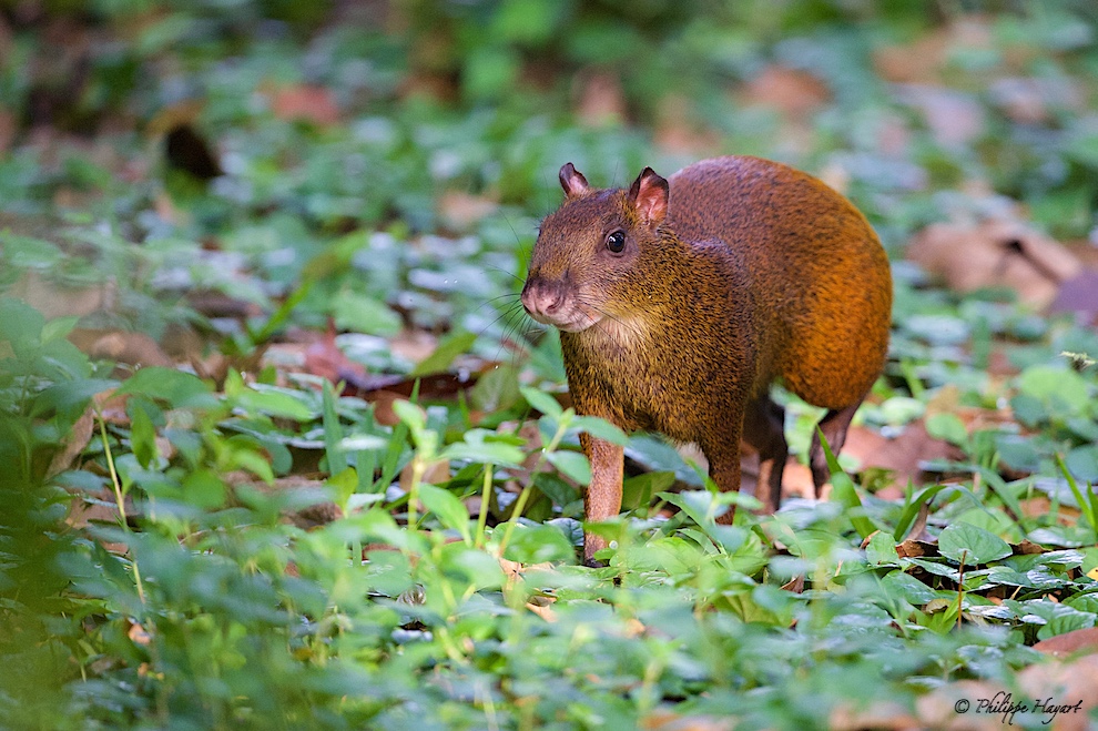 Agouti - Costa Rica