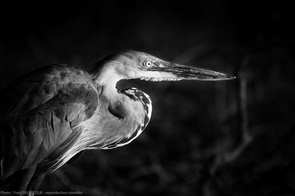 Héron goliath - Ardea goliath