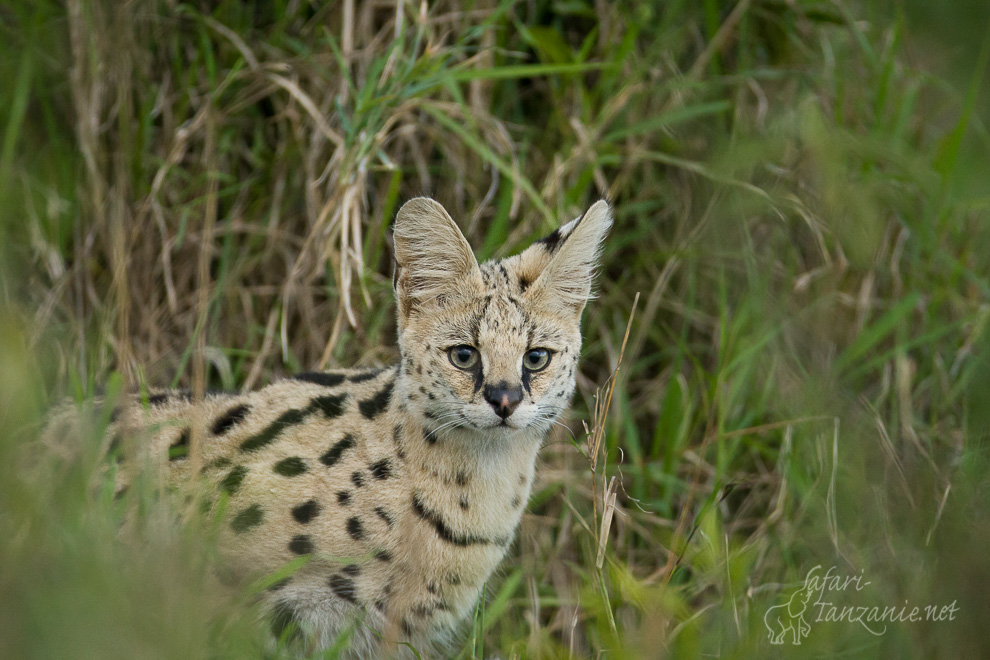 Serval