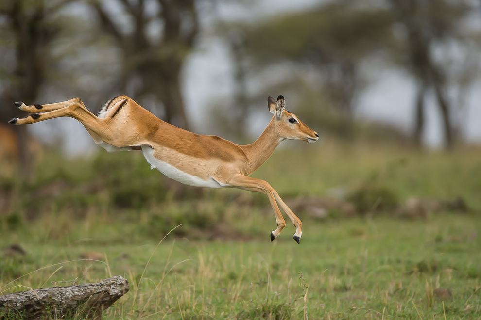 Dame Impala bondissant toujours