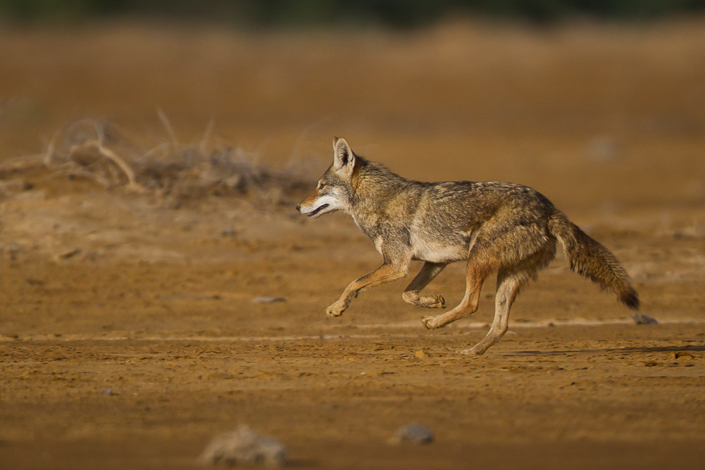 Loup d'Afrique, merci Cécile !