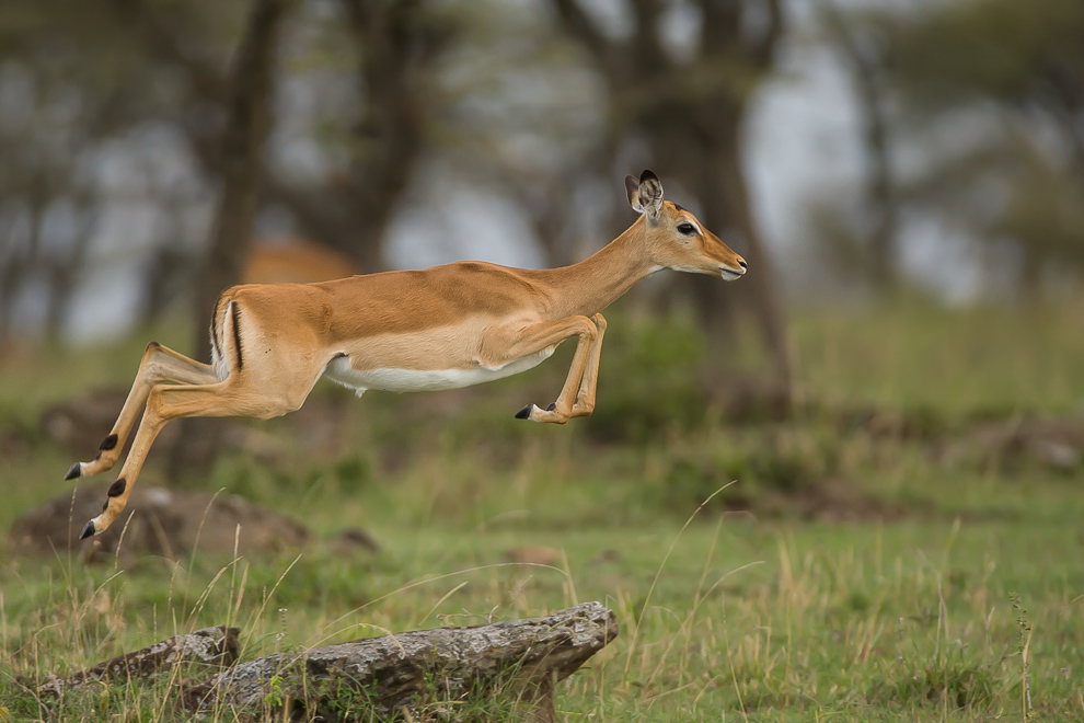 Dame Impala bondissant