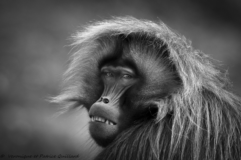 Portrait de gelada