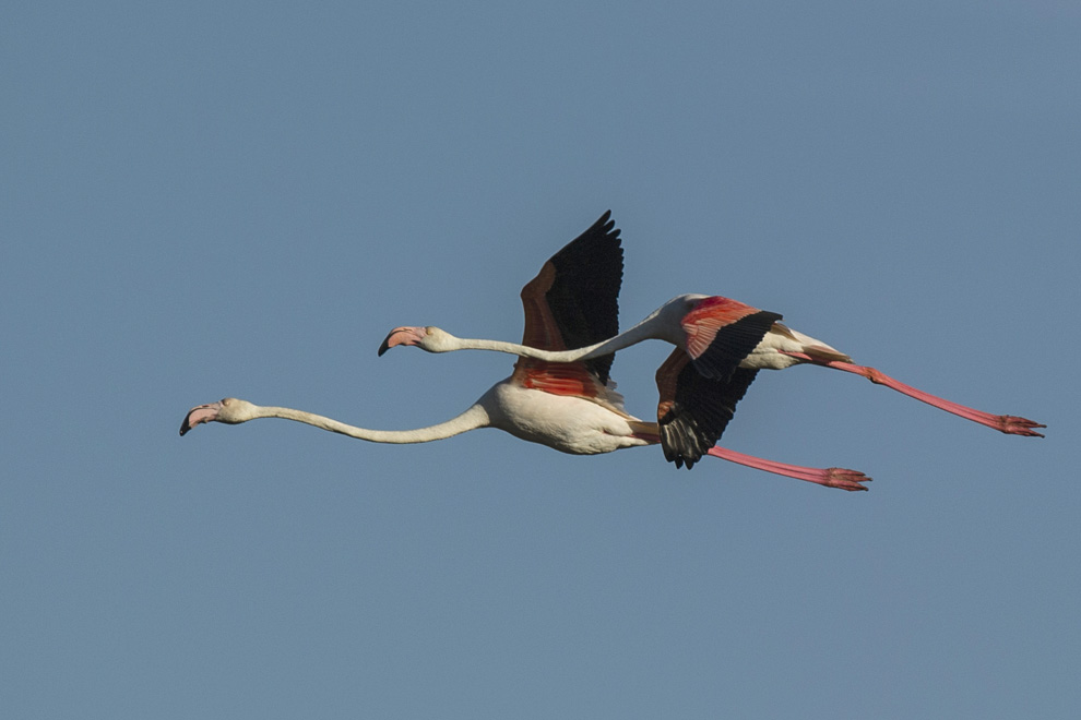 Flamant rose (Phoenicopterus roseus)