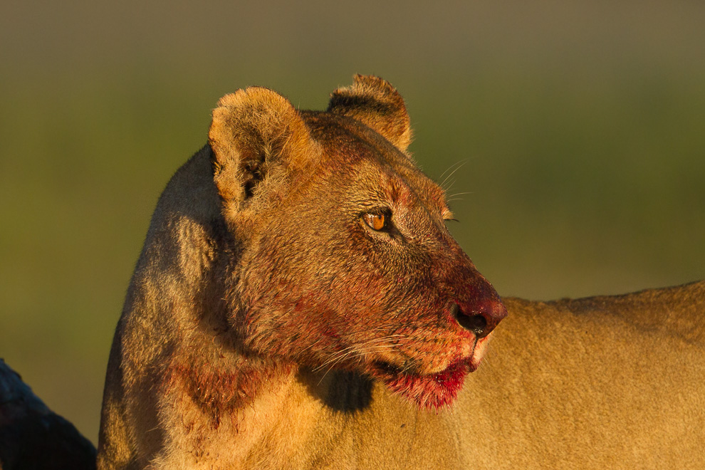 La lionne de Hwange