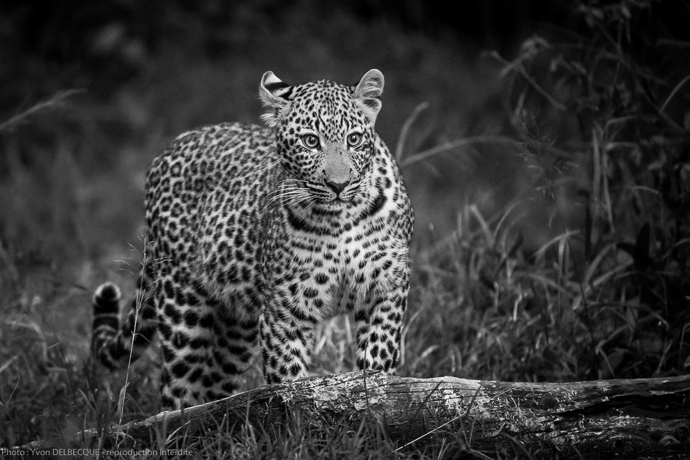 Léopard  - Panthera pardus