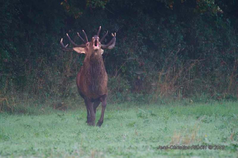 Grand cerf elaphe 12 cors