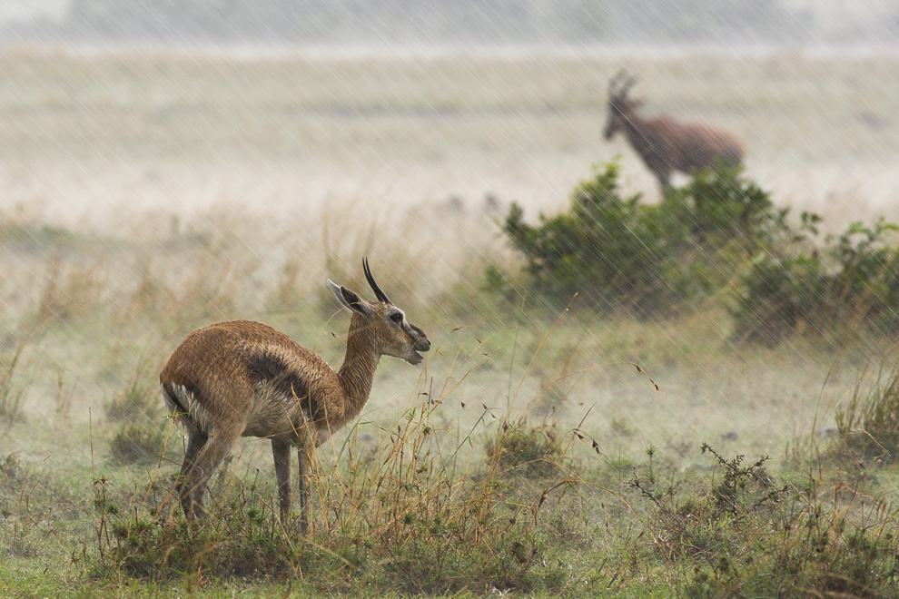 Gazelle de Thomson - Gazella thomsonii